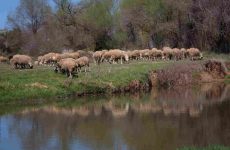 Παρέμβαση Μεϊκόπουλου για τα προβλήματα στην επιβίωση και τη δραστηριότητα των κτηνοτρόφων