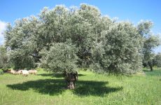 Έναρξη δολωματικού ψεκασμού σε ελαιόδεντρα