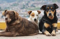 Πανικός με τα αδέσποτα σκυλιά στην οδό Ξηριά