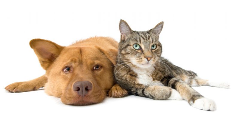 Εμβολιασμός σκυλιών και γατιών από το Δίκτυο Ανταλλαγών και Αλληλεγγύης Μαγνησίας