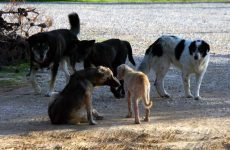 Κάλυψη κτηνιατρικής περίθαλψης αδέσποτων ζώων ενέκρινε η Οικονομική Επιτροπή
