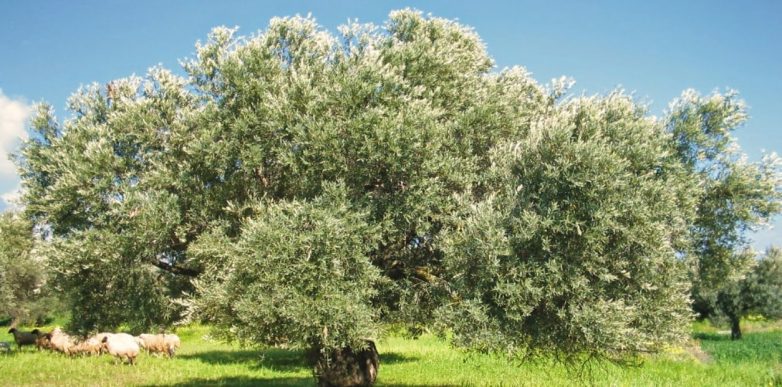 Πρόσληψη τριών  εργατών αποθήκης δακοκτονίας