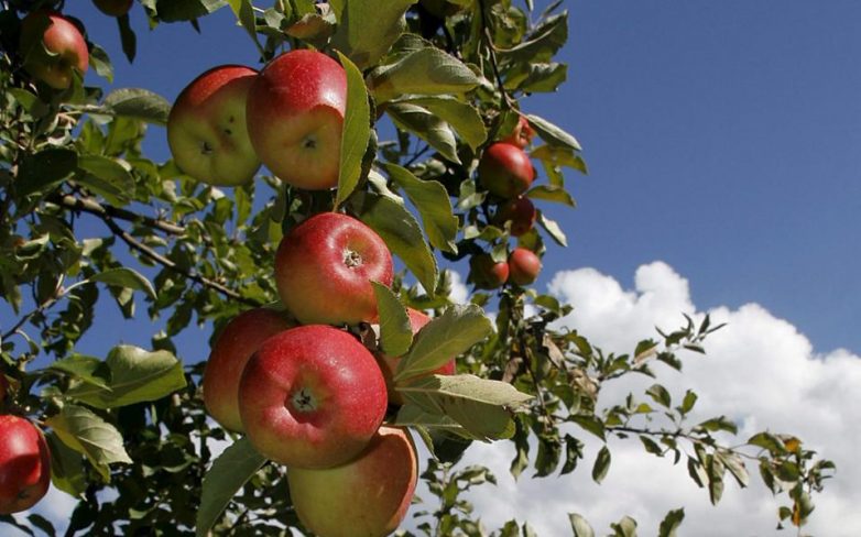 Ανιχνεύθηκαν τοξικά φυτοφάρμακα σε καλλιέργειες μήλου στην Ελλάδα