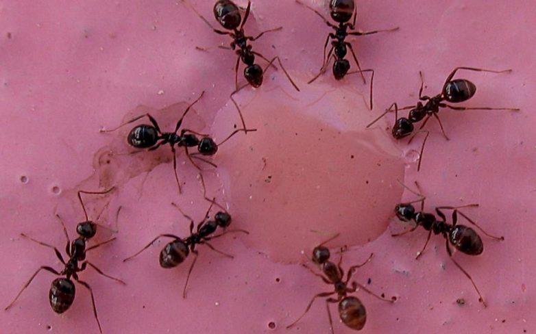 Ερευνητές αναλύουν το «τρελό μυρμήγκι»