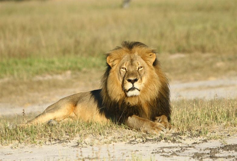 Φρικτό τέλος για το λιοντάρι-σύμβολο της Ζιμπάμπουε