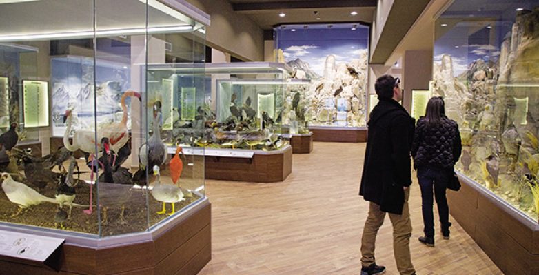 Μουσείο Φυσικής Ιστορίας Μετεώρων και Μουσείο Μανιταριών στην Καλαμπάκα