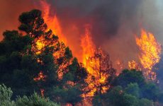 Πυρκαγιά  σε δάσος στη Σκόπελο