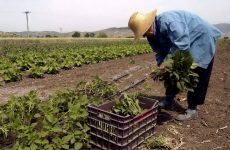 «Ψαλίδι» 60% στους νέους συνταξιούχους αγρότες που συνεχίζουν να καλλιεργούν