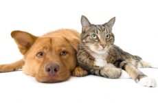 Εμβολιασμός σκυλιών και γατιών το Σάββατο
