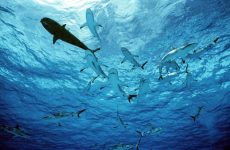 Καρχαρίες και άνθρωποι: 70 επιθέσεις το χρόνο