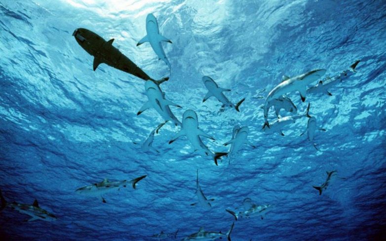 Καρχαρίες και άνθρωποι: 70 επιθέσεις το χρόνο