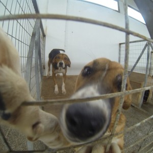 DCIM102GOPRO