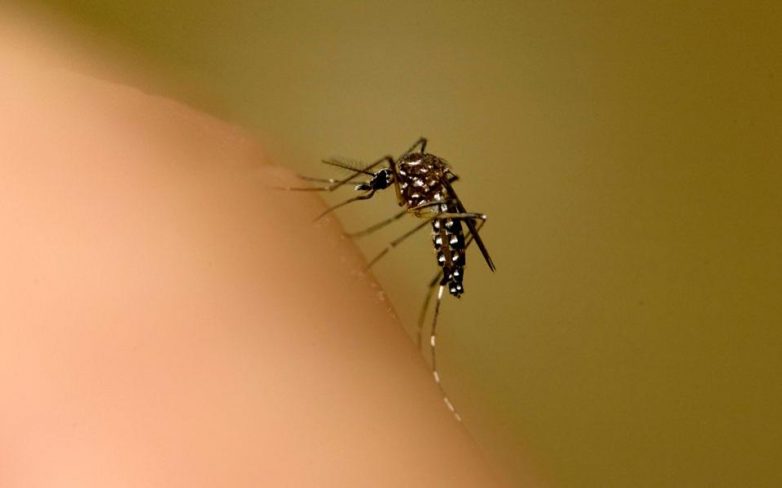 Η ελονοσία, ασπίδα στη μάχη κατά του καρκίνου