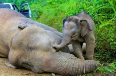 Ζιμπάμπουε: Μαζική δηλητηρίαση ελεφάντων, 22 ζώα βρέθηκαν νεκρά
