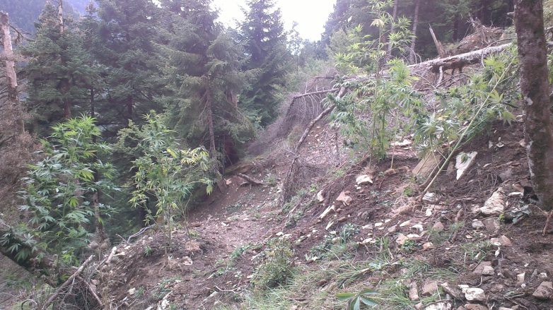 Καλλιεργούσε φυτεία χασισόδεντρων Τρικαλινός