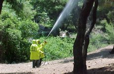 Δακοκτονία σε Σούρπη, Πτελεό και Σκόπελο