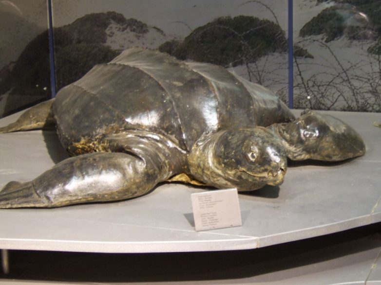Νεκρή χελώνα καρέττα-καρέττα στο Πήλιο 