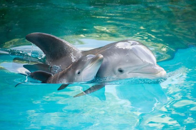 Έρευνα του ΤΓΙΥΠ του Π.Θ. για δελφίνια και ζωνοδέλφινα στον Κορινθιακό Κόλπο