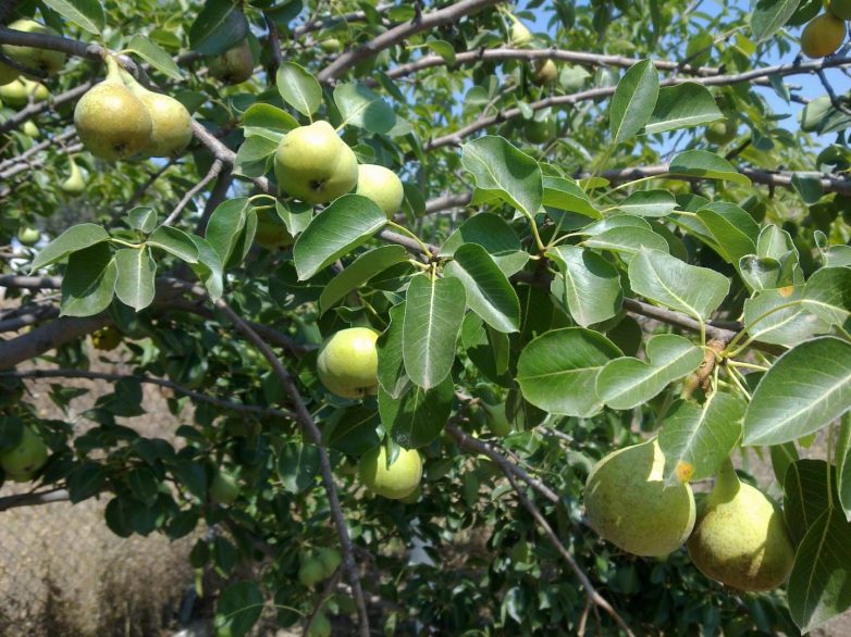 Μειωμένη παραγωγή οπωροφόρων δέντρων στον  Δήμο Ρήγα Φεραίου