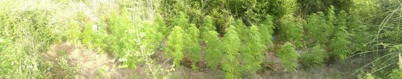 Φυτεία με χασισόδεντρα  εντοπίστηκε στη Λάρισα