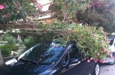 Μικροφθορές σε αυτοκίνητα από πτώση δέντρου στην Κασσαβέτη
