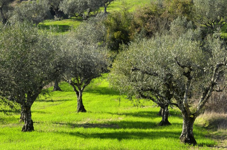 Καλλιεργητικές μεταχειρίσεις για την προστασία δενδροκομικών από τον παγετό