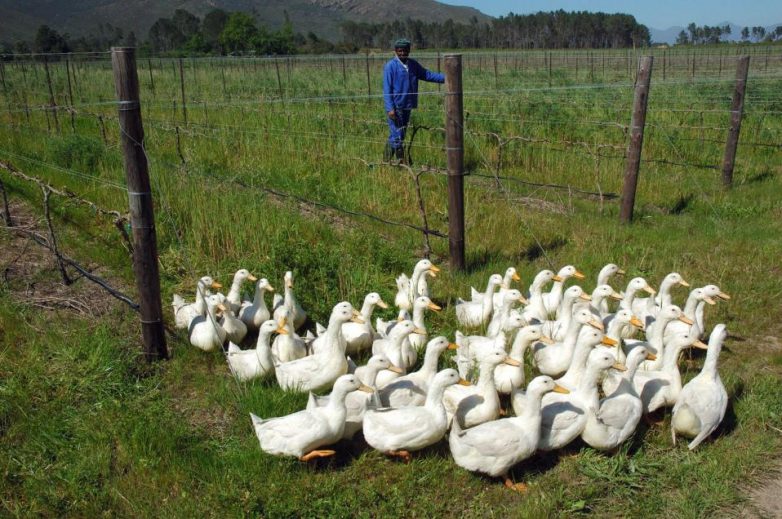 Κρούσματα της γρίπης των πτηνών H5N8 σε φάρμα με πάπιες στη Γαλλία
