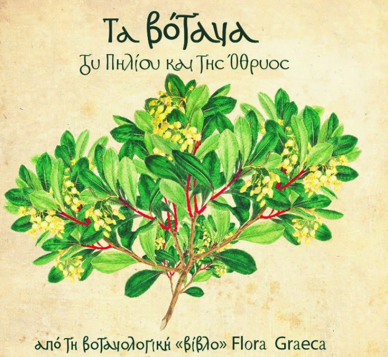 Τα βότανα του Πηλίου και της Όθρυος από τη βοτανολογική «βίβλο» Flora Graeca στο έργο 7 ζωγράφων της Μαγνησίας
