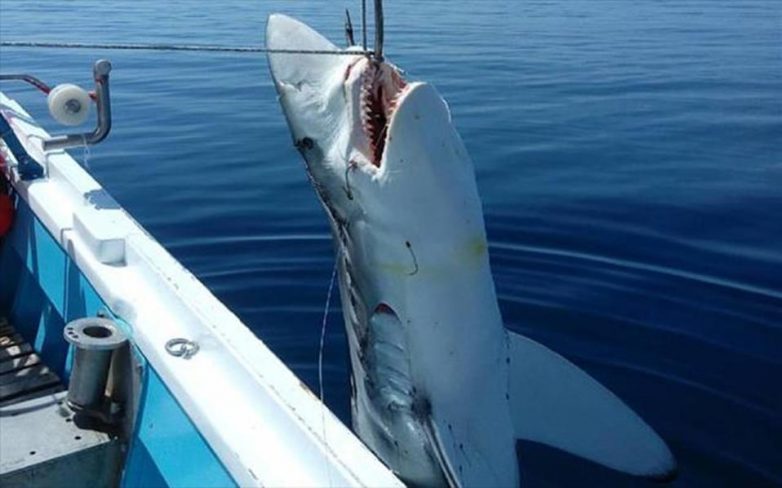 Καρχαρία επτά μέτρων έπιασαν ψαράδες στη Σκόπελο