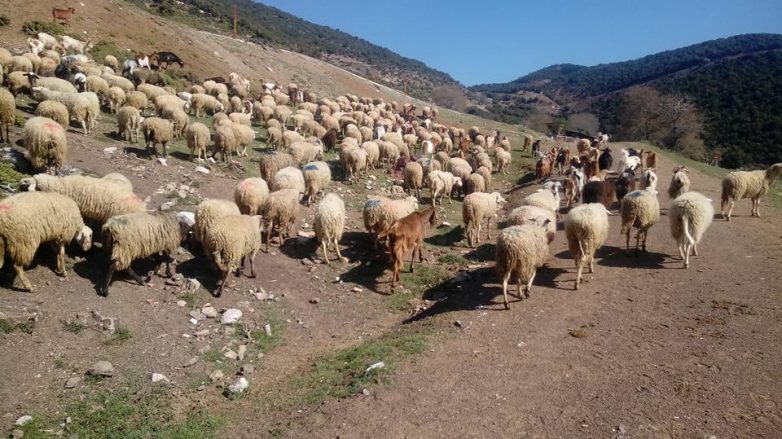 Κατανομή   επιλέξιμων βοσκήσιμων γαιών σε Μαγνησία και Β. Σποράδες