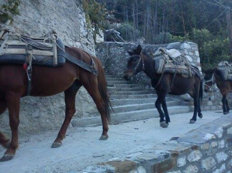 Αμέριμνα μουλάρια  στην λεωφόρο Αθηνών