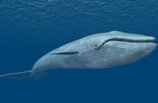 Ενημέρωση πολιτών “Blue Whale Challenge”