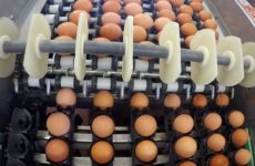 «Πόλεμος» μεταξύ Ολλανδίας και Βελγίου για τα μολυσμένα αυγά