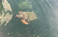 Νεκρή χελώνα στη Μ. Βελανιδιά
