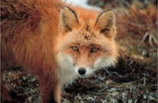 Ρίψη αντιλυσσικών εμβολίων για τις κόκκικες αλεπούδες στη Θεσσαλία