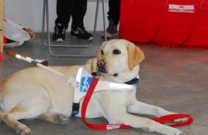 Eκδήλωση στο Δημαρχείο Βόλου  για τους Σκύλους Οδηγούς Τυφλών