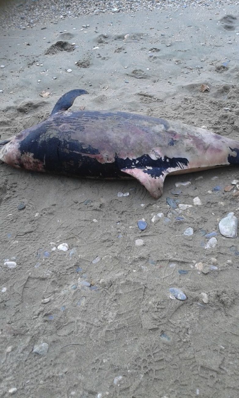 Νεκρό δελφίνι στην Νέα Αγχίαλο