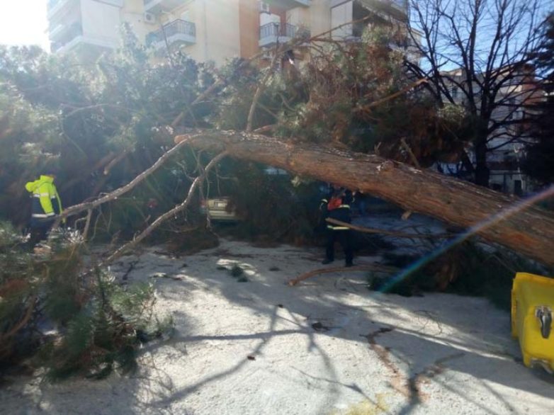 Δέντρο έπεσε πάνω σε αυτοκίνητα στο νοσοκομείο της Λάρισας