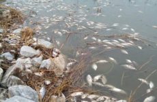 Νεκρά ψάρια στη λίμνη Κάρλα
