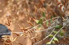 Ενημέρωση για τον οργανισμό καραντίνας Xylella fastidiosa