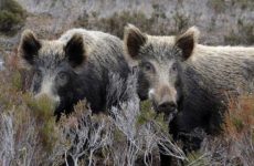 Ζημιές καλλιεργειών από επιθέσεις αγριογούρουνων στο Δήμο Ρήγα Φεραίου