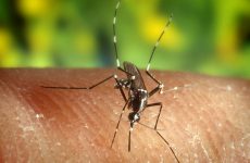 Συνεχίζεται το πρόγραμμα καταπολέμησης κουνουπιών στη Μαγνησία