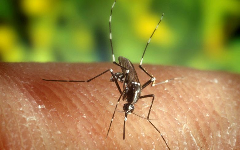 Πρόγραμμα καταπολέμησης κουνουπιών στη Μαγνησία