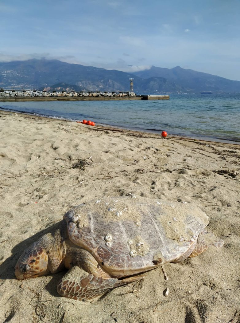 Νεκρή χελώνα στον Άη Γιάννη