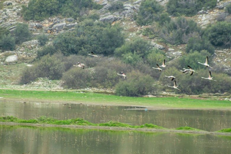 Δενδροφύτευση στην Κάρλα