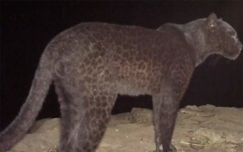 Φωτογραφικός φακός απαθανάτισε τη θρυλική αφρικανική μαύρη λεοπάρδαλη μετά από 110 χρόνια