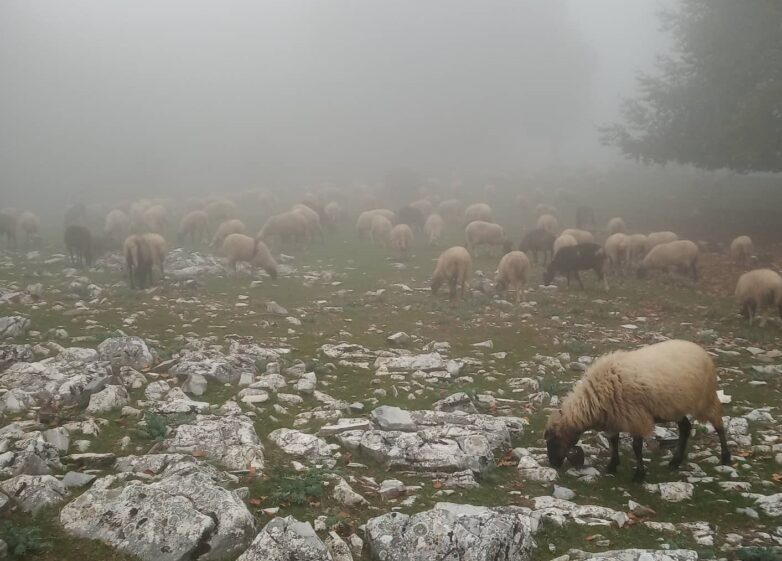 Αποζημιώσεις 1,170 εκατ. ευρώ σε δικαιούχους κτηνοτρόφους της Θεσσαλίας
