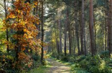 Παράταση προθεσμίας για την κατάθεση στοιχείων ατομικών διοικητικών πράξεων στις κατά τόπους Δασικές Υπηρεσίες