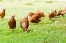 To κίνημα του cage free (χωρίς κλουβιά) και στη χώρα μας