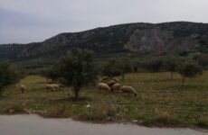 Παράταση της απαλλαγής από το τέλος επιτηδεύματος για τους κατά κύριο επάγγελμα αγρότες